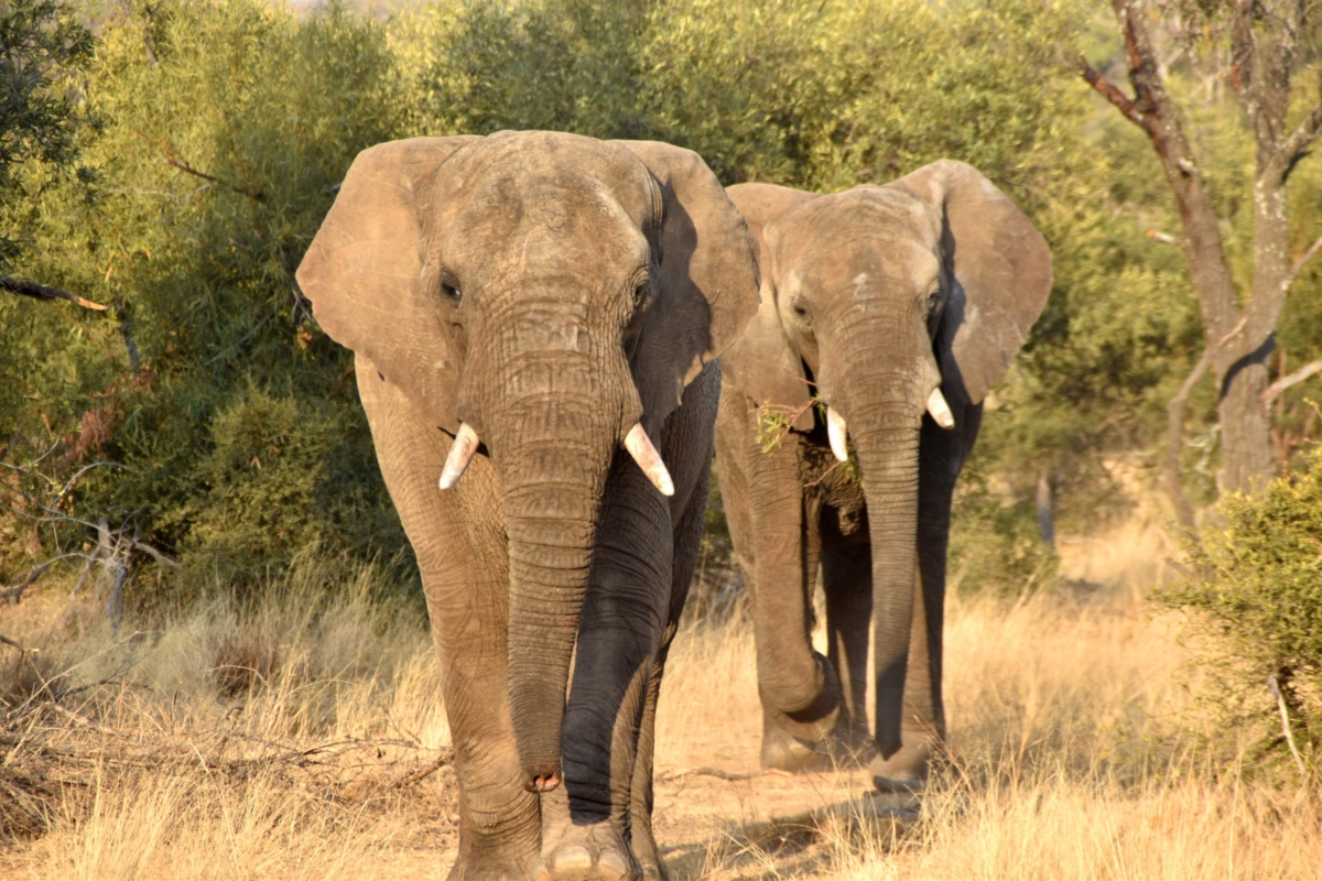 Uganda Safaris