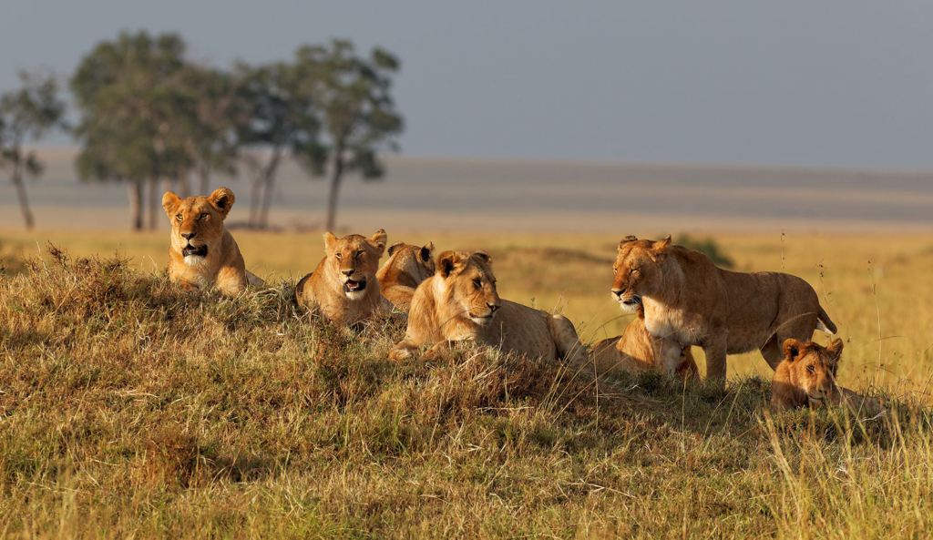 Rwanda Wildlife Safaris